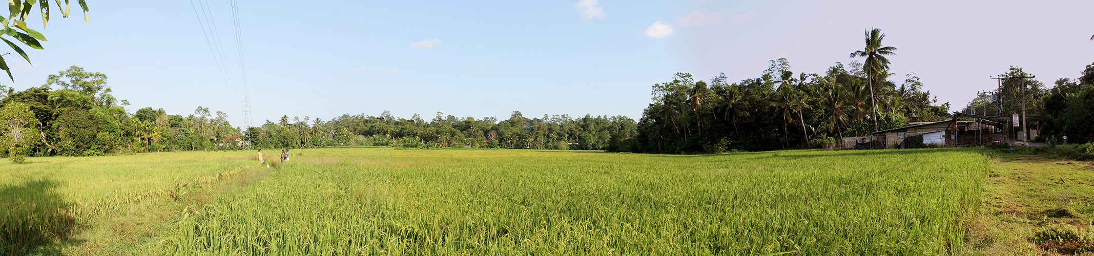 rice field pickers.jpg